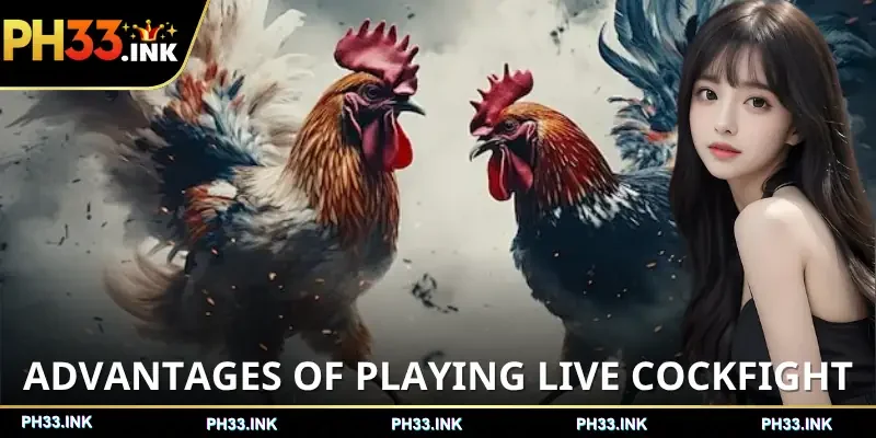 live-cockfight-advantages