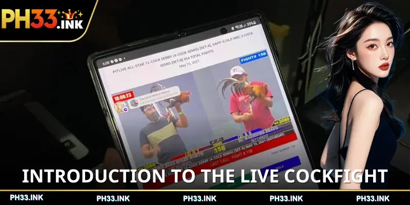 live-cockfight-introduction