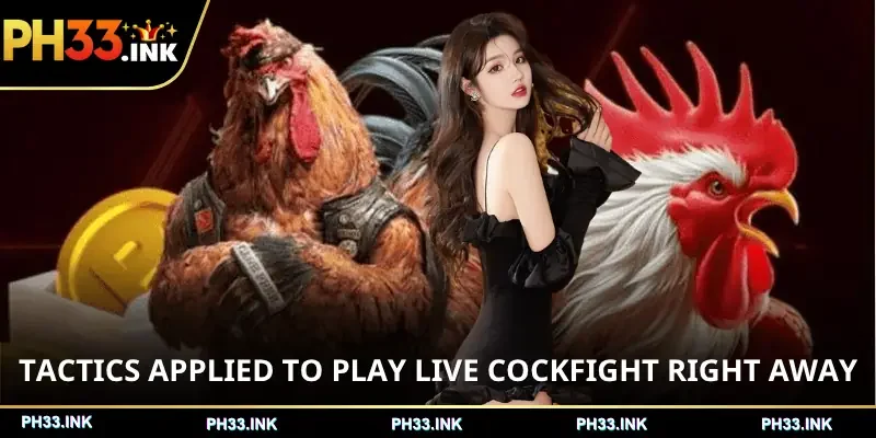 live-cockfight-tactics